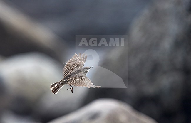 Rock Pipit (Anthus petrosus) in display flight along the Baltic Sea in Finland. stock-image by Agami/Tomi Muukkonen,