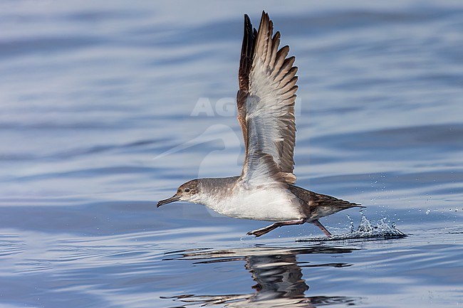 Yelkouan shearwaters breed on islands and coastal cliffs in the eastern and central Mediterranean. It is seen here taking off from the water against a clear blue background of the Mediterranean Sea of the coast of Sardinia. stock-image by Agami/Jacob Garvelink,