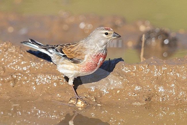 Common Linnet (Linaria cannabina),  adult male standing in a pool, Abruzzo, Italy stock-image by Agami/Saverio Gatto,