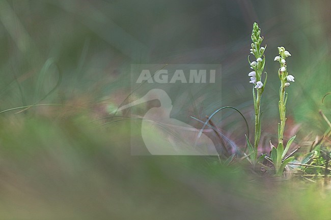 Dennenorchis, Creeping Lady's-tresses stock-image by Agami/Wil Leurs,