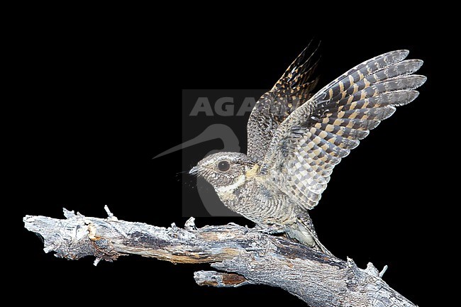 Adult Buff-collared Nightjar, Antrostomus ridgwayi
Pima Co., AZ
Also known as Ridgway's whip-poor-will. stock-image by Agami/Brian E Small,