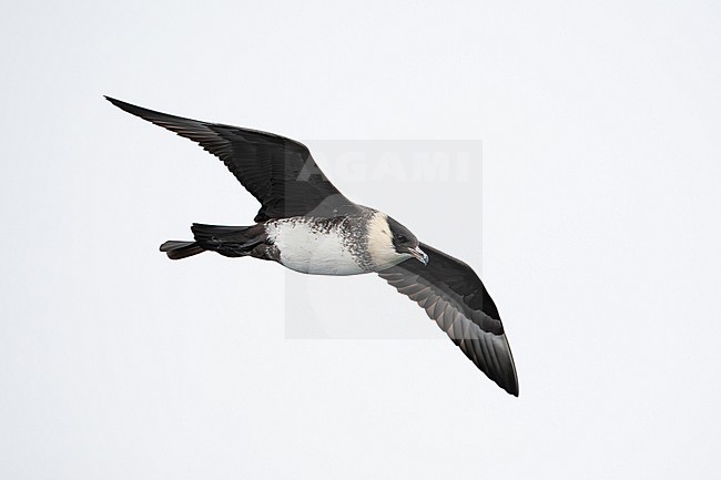 adult pomarine jaeger or pomarine skua (stercorarius pomarinus) of the pale morph in flight during migration, found offshore at the German Beight / North Sea stock-image by Agami/Mathias Putze,