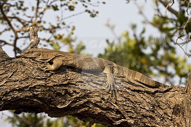 Nijlvaraan op boomtak; Nile Monitor resting on large branch stock-image by Agami/Marc Guyt,