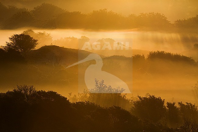 Uitzicht over mistige duinen tijdens zonsopkomst; Overview of misty dunes at sunrise stock-image by Agami/Menno van Duijn,
