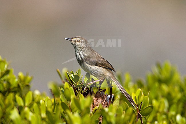 Karoo-prinia in struik; Karoo Prinia in low bush stock-image by Agami/Marc Guyt,