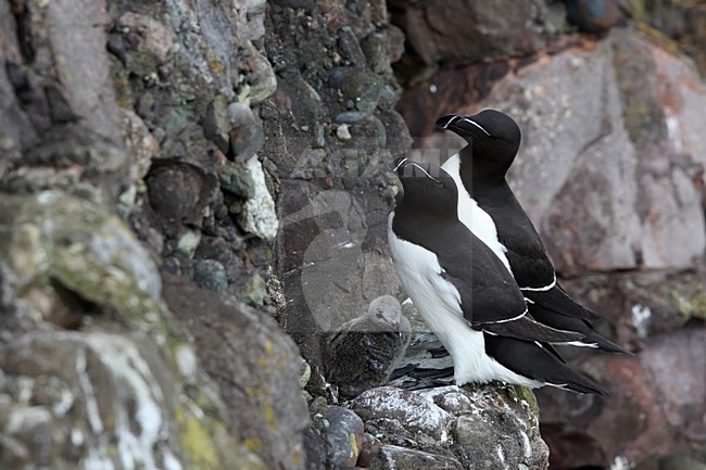 Paartje Alken met jong, Pair of Razorbills with young stock-image by Agami/Chris van Rijswijk,