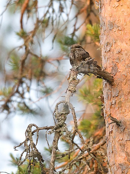 A male European Nightjar (Caprimulgus europaeus) roosting on a pine branch in northern Europe. stock-image by Agami/Markku Rantala,