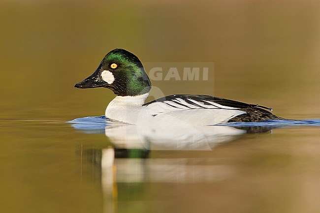 Common Goldeneye (Bucephala clangula) swimming on a pond near Victoria, BC, Canada. stock-image by Agami/Glenn Bartley,