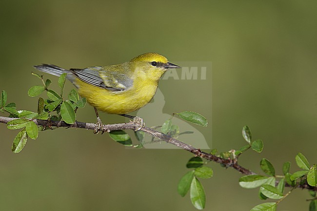 Volwassen mannetje Blauwvleugelzanger, Adult male Blue-winged Warbler stock-image by Agami/Brian E Small,