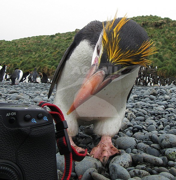 Adult Royal Penguin (Eudyptes schlegeli) looking at the back of digital camera to see if his selfie turned out OK.
Location Sandy Bay beach on Macquarie island in subantarctic Australia. stock-image by Agami/Marc Guyt,