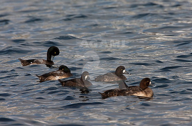 Groep zwemmende Toppereenden; Flock of swimming Greater Scaups stock-image by Agami/Marc Guyt,