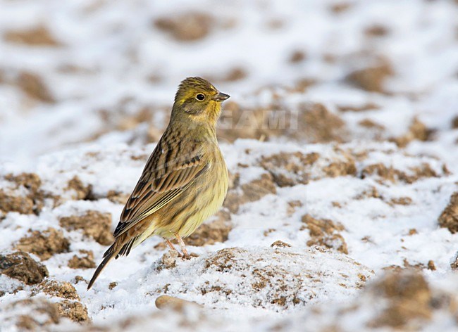 Vrouwtje Geelgors zittend op besneeuwde akker. Yellowhammer sitting on arable land with snowcover stock-image by Agami/Ran Schols,