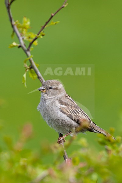 Vrouwtje Huismus; Female House Sparrow stock-image by Agami/Arnold Meijer,