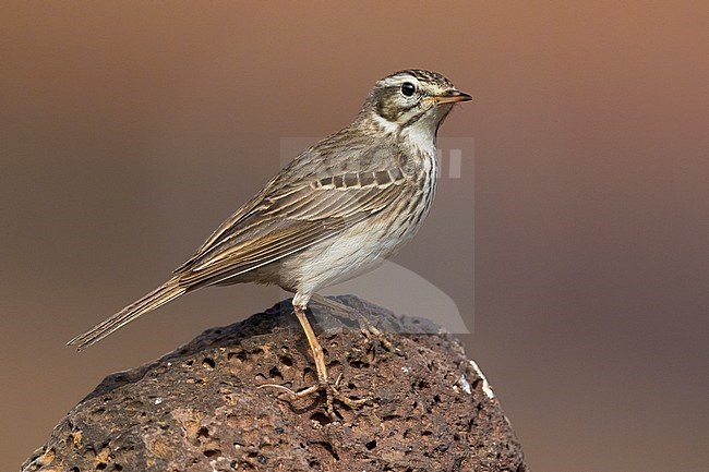 Berthelot's Pipit; Anthus berthelotii stock-image by Agami/Daniele Occhiato,