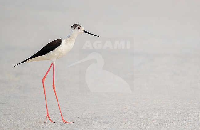  stock-image by Agami/Eduard Sangster,