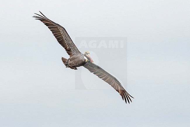 Brown Pelican (Pelecanus occidentalis) in flight in Florida USA. stock-image by Agami/Marcel Burkhardt,