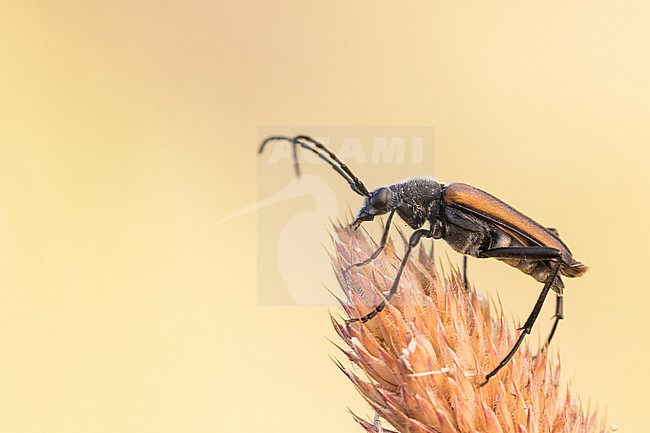 Anastrangalia reyi - Gebirgs-Halsbock, Germany (Baden-Württemberg), imago, male stock-image by Agami/Ralph Martin,