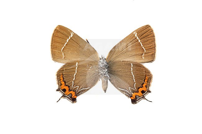 White-letter Hairstreak, iepenpage, Satyrium w-album stock-image by Agami/Wil Leurs,