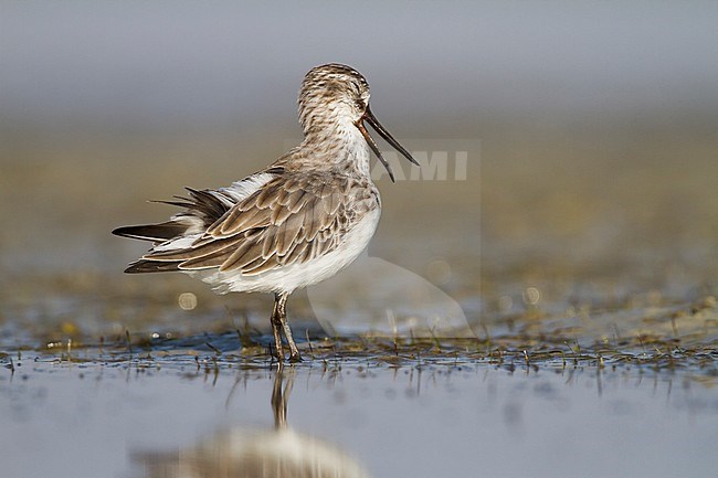 Broad-billed Sandpiper - SumpflÃ¤ufer - Limicola falcinellus, Oman, 2nd cy stock-image by Agami/Ralph Martin,