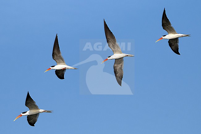 Indian Skimmer, Rynchops albicollis, in India. stock-image by Agami/Dani Lopez-Velasco,