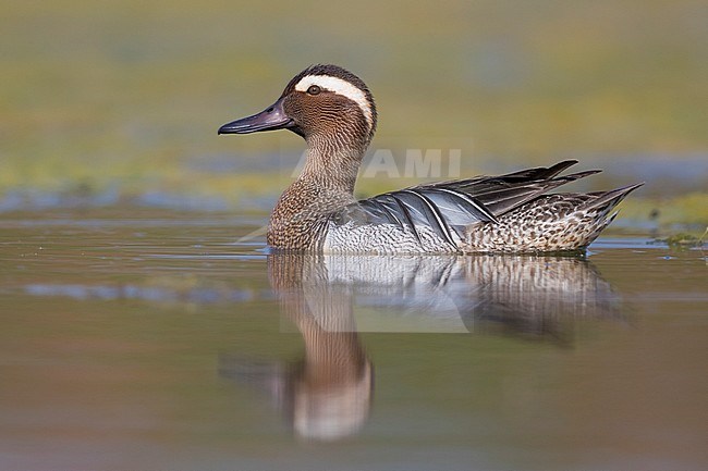 Garganey (Anas querquedula), adult male swimming in a swamp stock-image by Agami/Saverio Gatto,