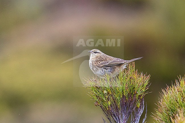 Campbell Island Pipit (Anthus novaeseelandiae aucklandicus) on Campbell island, subantarctic New Zealand. Sitting on top of a native plant. stock-image by Agami/Marc Guyt,
