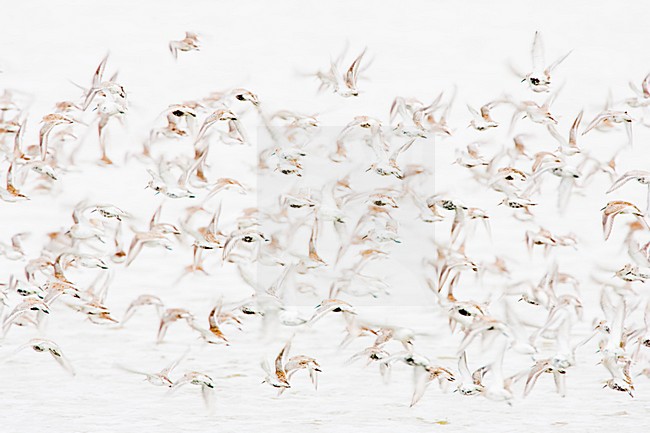 Bonte Strandlopers op trek; Dunlins migrating stock-image by Agami/Menno van Duijn,