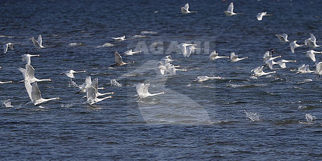 Mute Swan, Cygnus olor, flock at Nivå, Denmark stock-image by Agami/Helge Sorensen,