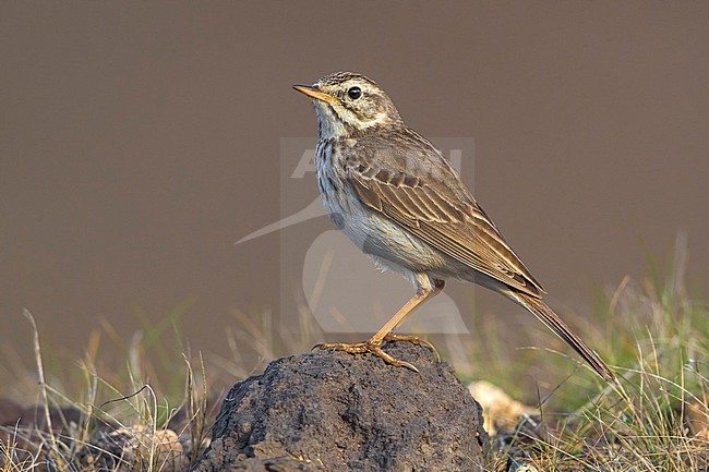 Berthelot's Pipit; Anthus berthelotii stock-image by Agami/Daniele Occhiato,