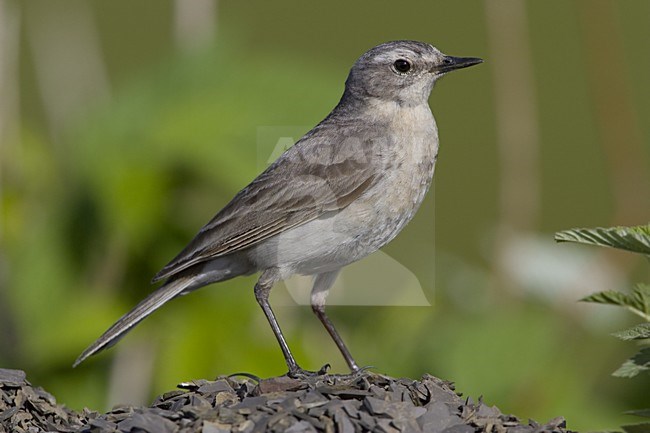 Water Pipit perched on rock; Waterpieper zittend op rots stock-image by Agami/Daniele Occhiato,