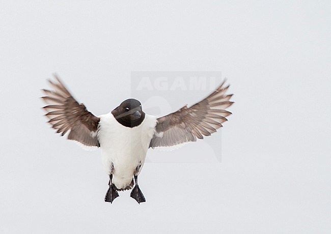 Little Auk (Alle alle) during summer season on Spitsbergen in arctic Norway. stock-image by Agami/Marc Guyt,