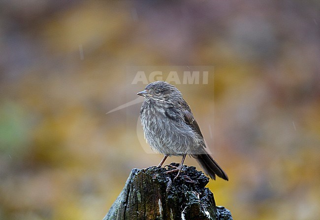Juvenile Song Sparrow (Melospiza melodia) in pouring rain near Seward, Alaska, USA. stock-image by Agami/Edwin Winkel,