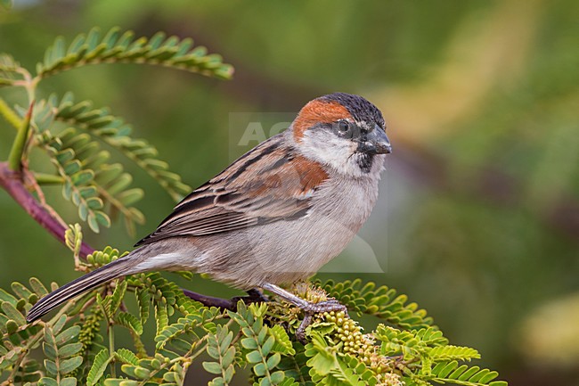 Mannetje Kaapverdische Mus; Iago Sparrow male stock-image by Agami/Daniele Occhiato,