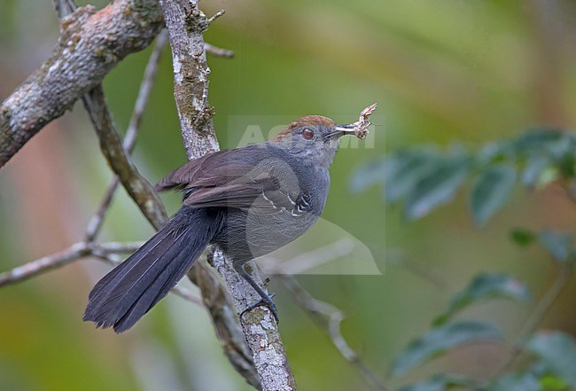 Female Slender Antbird (Rhopornis ardesiacus) in Atlantic rainforest of Eastern Brazil. stock-image by Agami/Harvey van Diek,