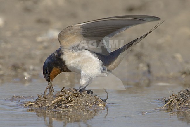 Boerenzwaluw modder verzamelend voor zijn nest; Barn Swallow gathering mud for its nest stock-image by Agami/Daniele Occhiato,