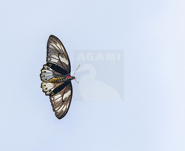 New Guinea birdwing (Ornithoptera priamus) in Papua New Guinea. stock-image by Agami/Pete Morris,