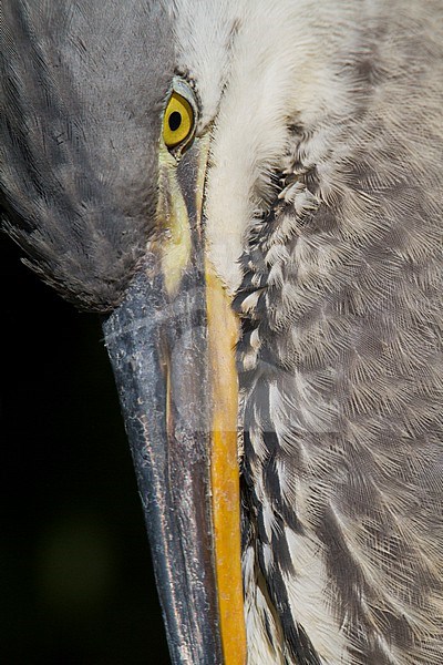 Grey Heron - Graureiher - Ardea cinerea ssp. cinerea, Germany, 1st cy stock-image by Agami/Ralph Martin,