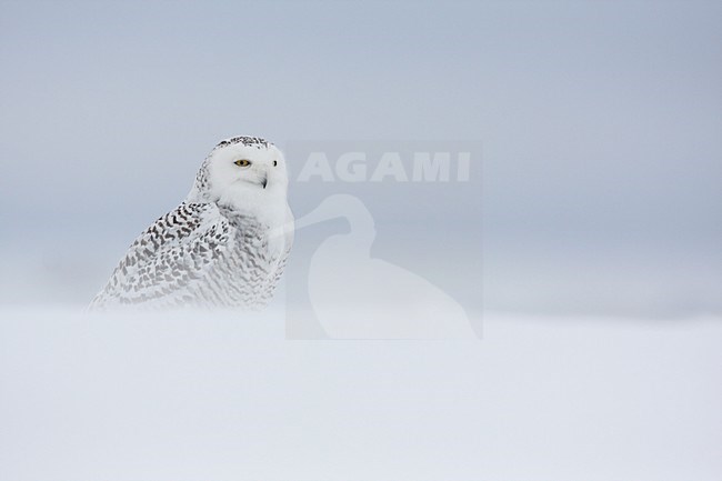 Sneeuwuil zittend in de sneeuw; Snowy Owl perched in the snow stock-image by Agami/Chris van Rijswijk,