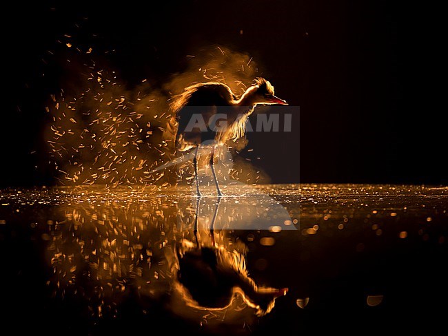 Grey Heron, Ardea cinerea, shaking water from its feathers at night with backlight. stock-image by Agami/Bence Mate,