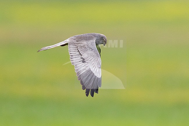 Montagu's Harrier (Circus pygargus), side view of an adult male in flight, Campania, Italy stock-image by Agami/Saverio Gatto,