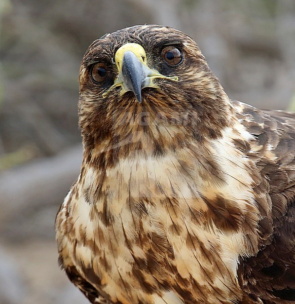 Galapagos Hawk (Buteo galapagoensis) on the Galapagos islands, Ecuador. Staring in the camera. stock-image by Agami/Dani Lopez-Velasco,