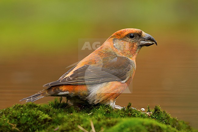 Kruisbek; Red Crossbill; stock-image by Agami/Walter Soestbergen,