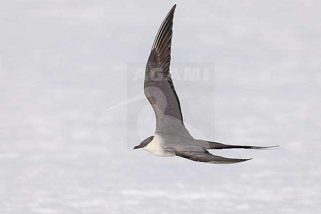 Long-tailed Jaeger (Stercorarius longicaudus), side view of an adult in flight, Finnmark, Norway stock-image by Agami/Saverio Gatto,