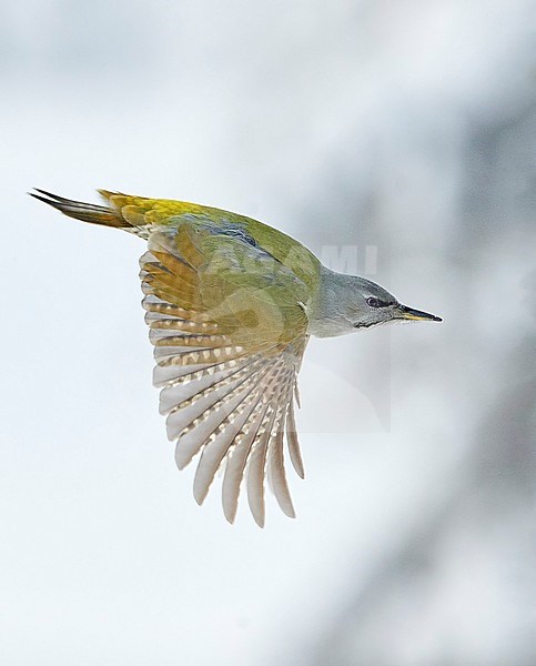Female Grey-headed Woodpecker (Picus canus) taking off from a tree in snow covered Kuusamo, Finland. stock-image by Agami/Markus Varesvuo,