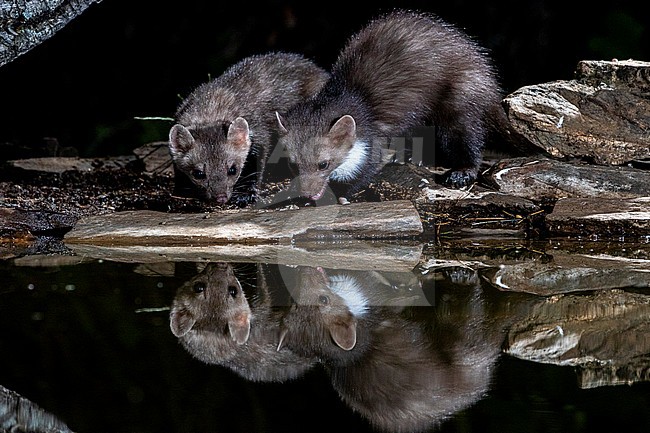 Beech Marten (Martes foina) during the night in Extremadura, Spain. stock-image by Agami/Oscar Díez,