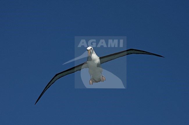 Atlantic Yellow-nosed Albatross flying from the water; startende Atlantische Geelsnavelalbatros van het water stock-image by Agami/Marc Guyt,