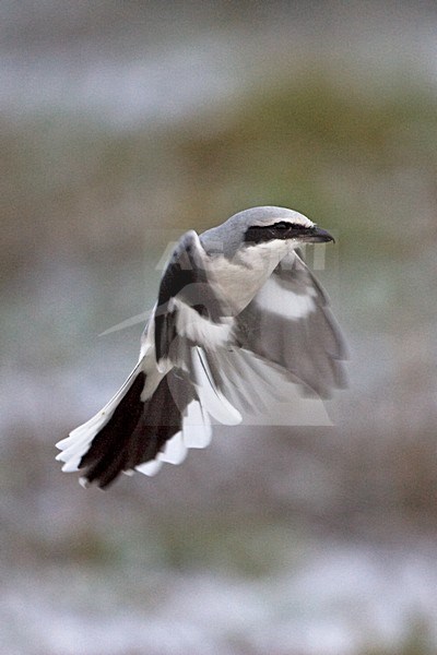 Klapekster zoekend naar prooi; Great Grey Shrike looking for prey stock-image by Agami/Jari Peltomäki,