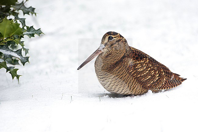 Houtsnip in de sneeuw, Eurasian Woodcock in snow stock-image by Agami/Arie Ouwerkerk,