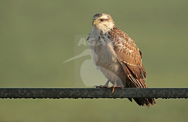 Common Buzzard (Buteo buteo), sitting on a fence near a field with grass. stock-image by Agami/Fred Visscher,