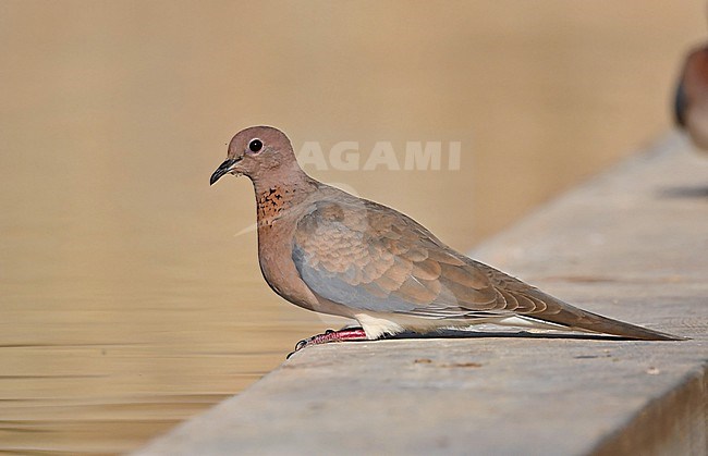 A Laughing Dove came to drink at a camel drinking spot in the dry mountains of Oman. stock-image by Agami/Eduard Sangster,